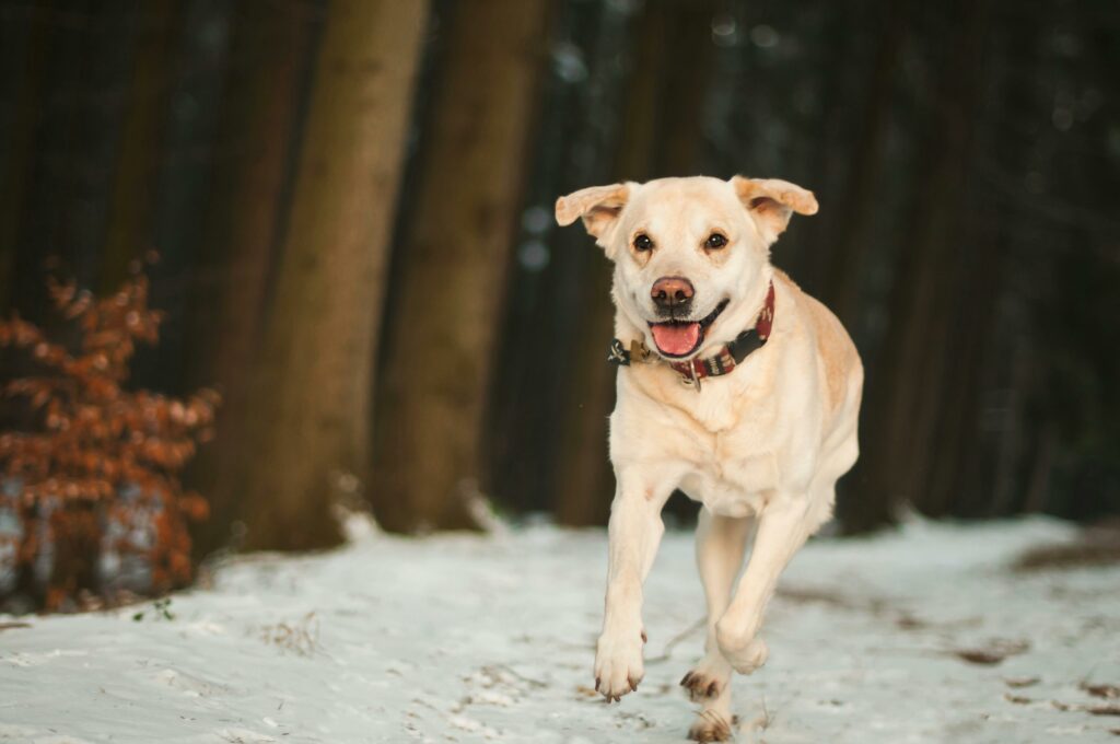 Pet Sprint logo