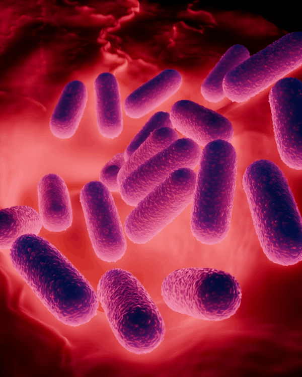 Batteri intestinali al microscopio