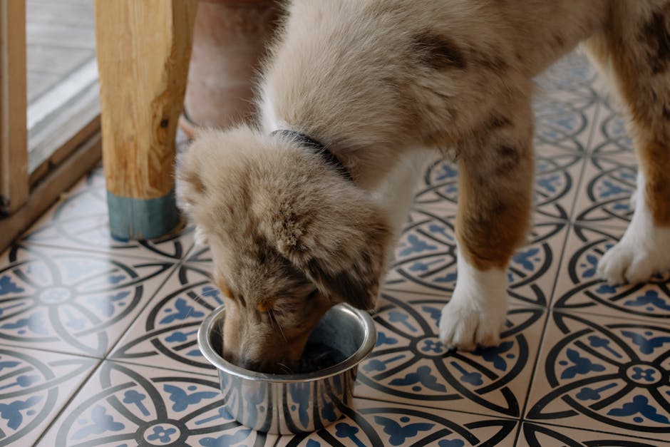 Cucciolo che mangia dalla ciotola - alimentazione e alitosi canina