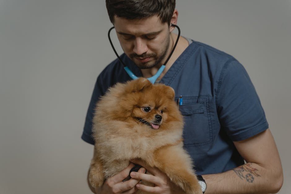 Veterinario che esamina un cane - quando andare dal veterinario