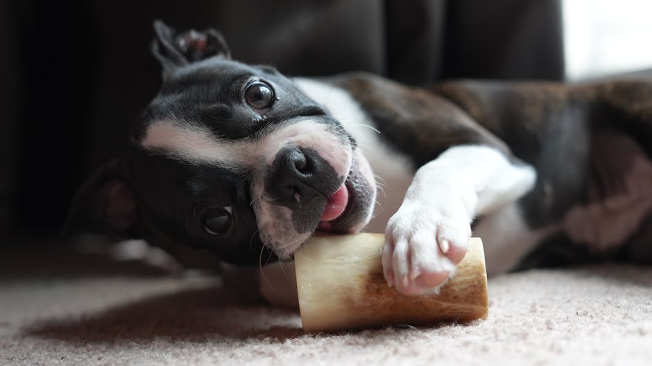 Cane che mastica un osso per l'igiene dentale naturale