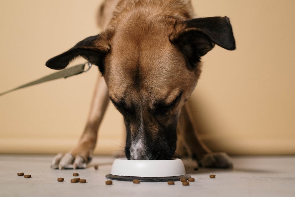 Cane che mangia dalla ciotola — gestione dieta per stomaco sensibile