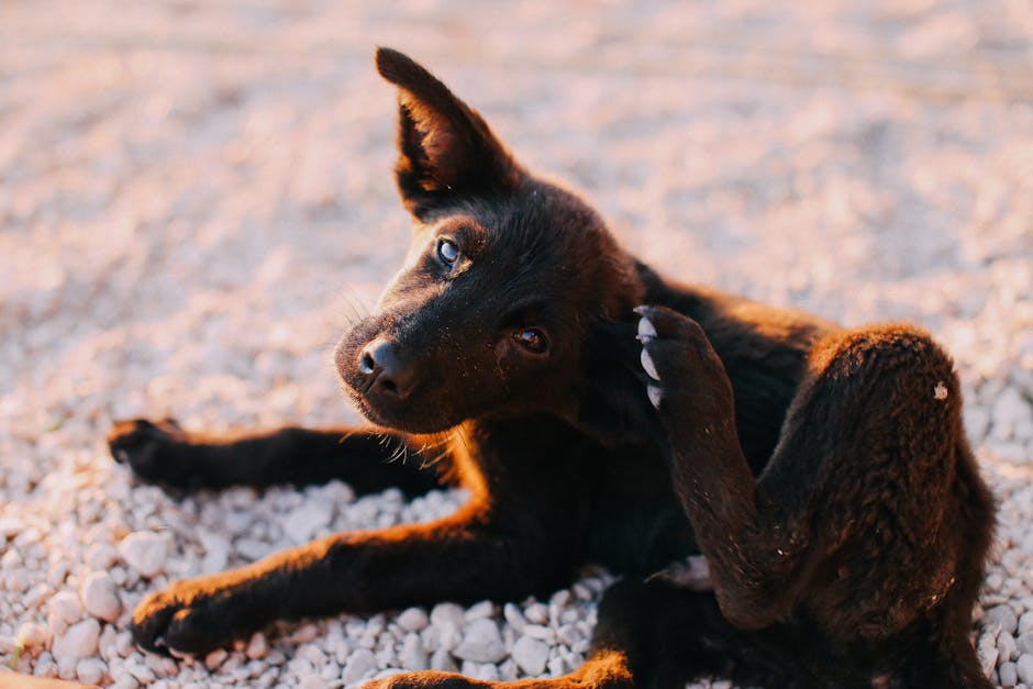 Cane che si gratta per prurito — approfondimento dermatologico veterinario
