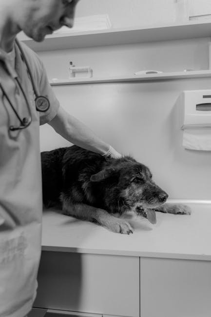 Veterinario visita un cane in clinica per valutare un problema gastrointestinale
