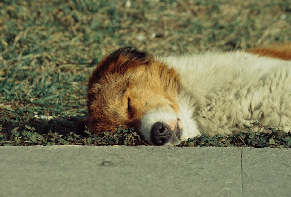 Cane che dorme tranquillamente sull'erba
