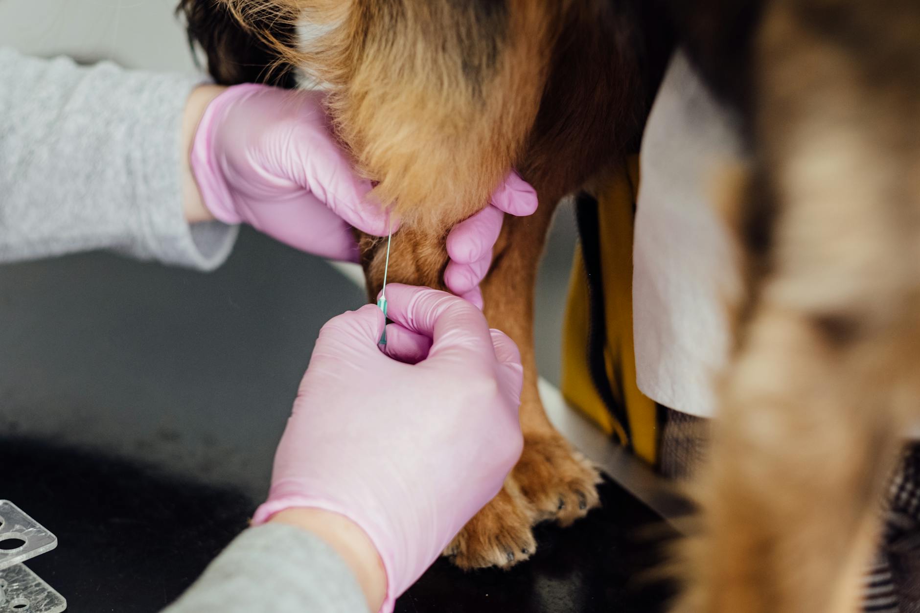 Veterinario esamina la zampa di un cane durante una visita di controllo