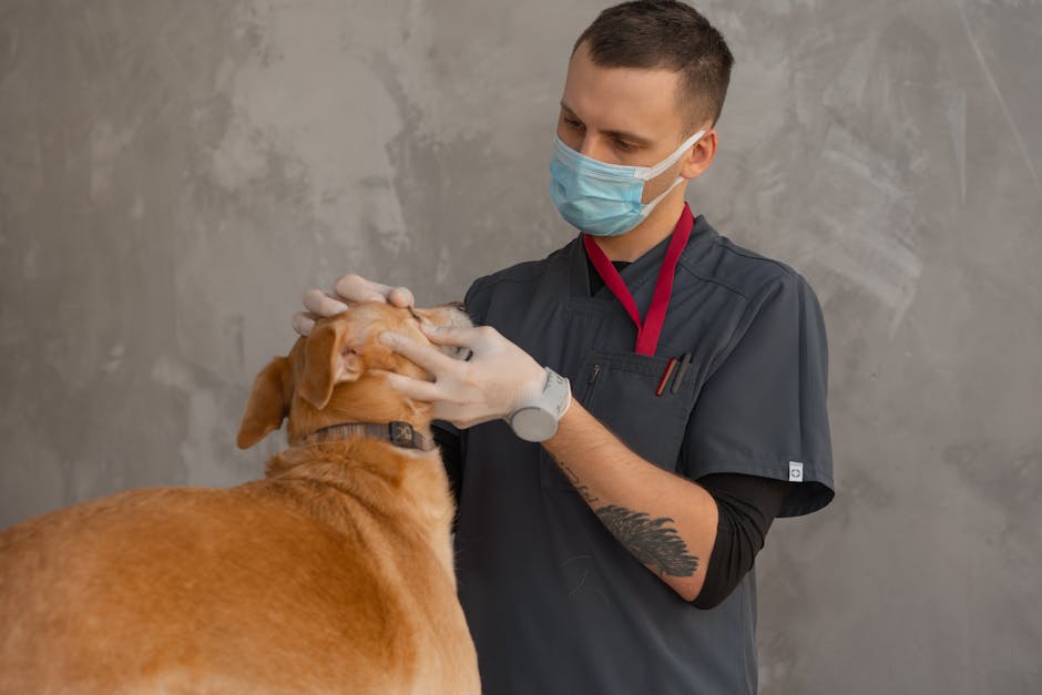 Veterinario che esamina le articolazioni del cane per diagnosi artrosi