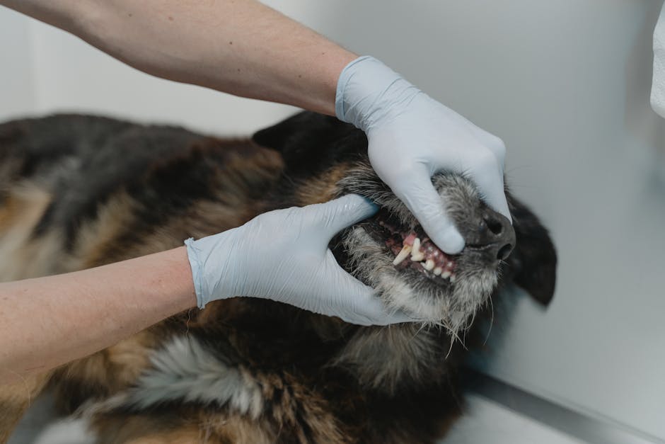 Veterinario che esamina i denti del cane durante visita dentale per tartaro