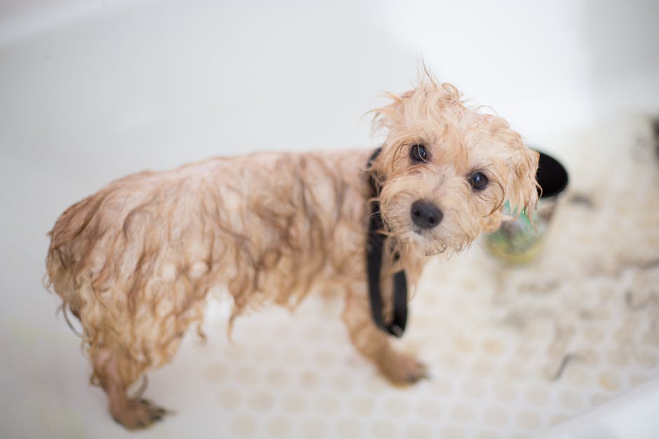 Bagno del cane con shampoo emolliente — uno dei rimedi casalinghi efficaci
