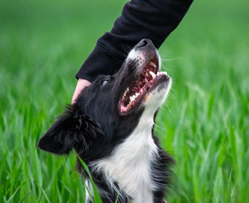 Border collie spazzolato con rastrello per sottopelo
