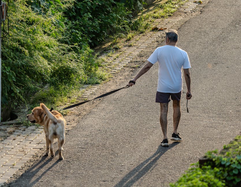 Cane Labrador anziano che cammina con il proprietario su sentiero alberato - mantenere mobilità articolare