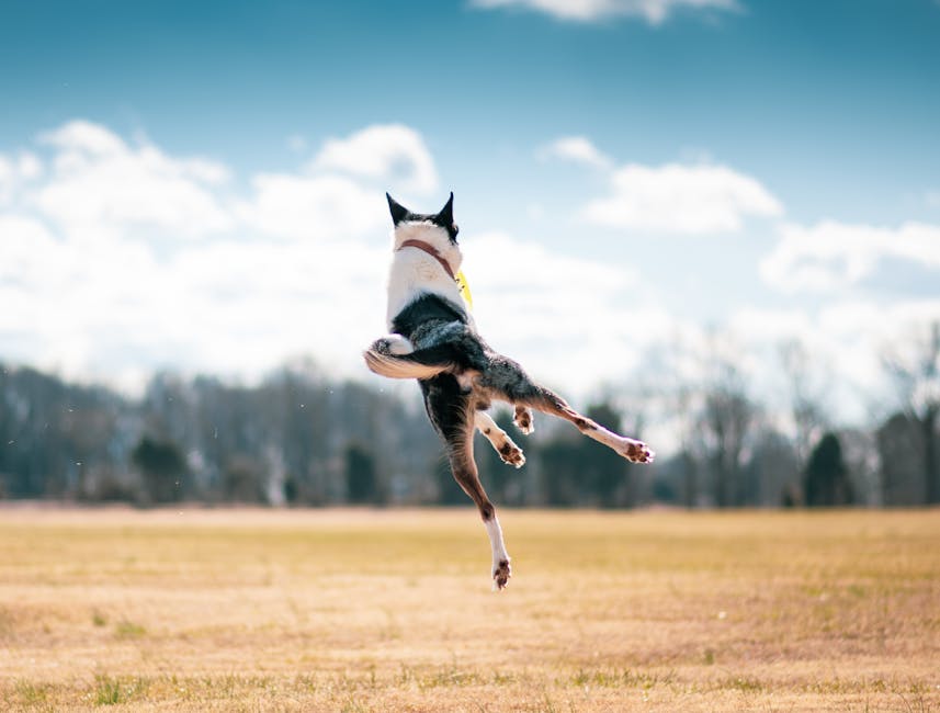 Border Collie che salta per prendere un frisbee - dinamicità e salute articolare