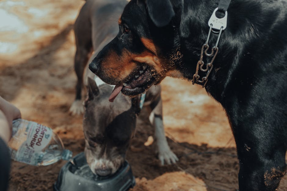 Cane che beve dalla ciotola: idratazione fondamentale per la salute