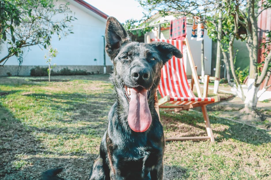 Cane in estate: l anguria puo aiutare l idratazione nei mesi caldi