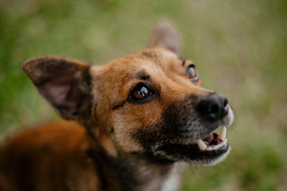Cane felice con espressione vivace — benefici del microbiota intestinale equilibrato