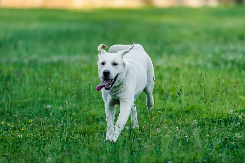 Labrador che corre in prato verde - articolazioni sane nel cane adulto
