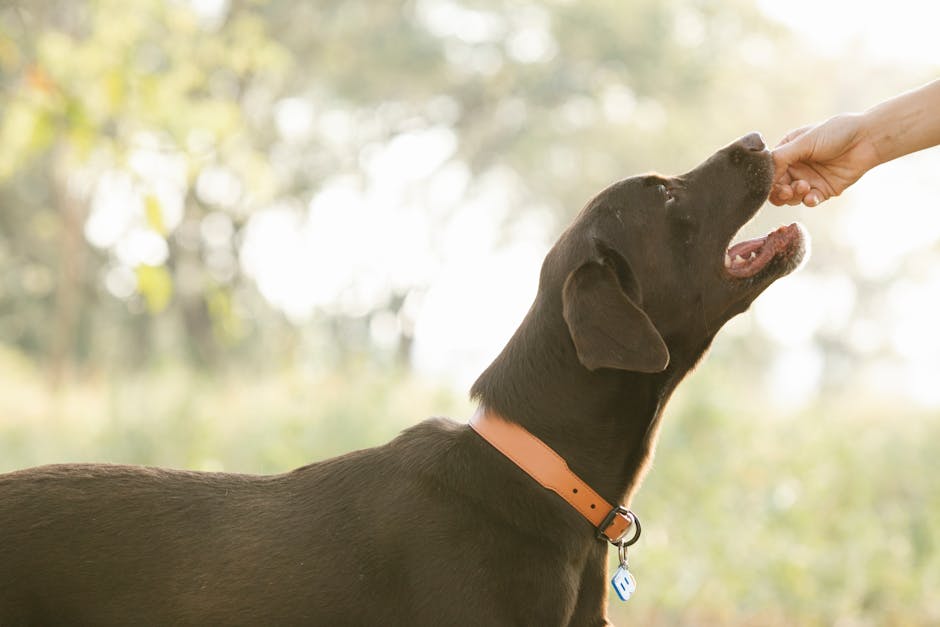 Cane Labrador che riceve uno snack masticabile dalla mano del proprietario — compliance probiotici
