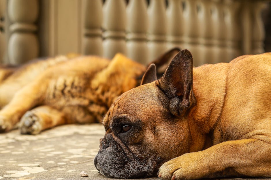 Letargia e vomito sono i primi sintomi di intossicazione da uva nel cane