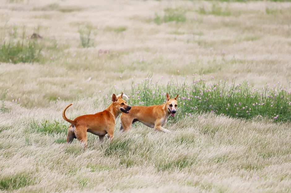 Cane in campo con erba alta: il rischio di forasacco è massimo da maggio a settembre