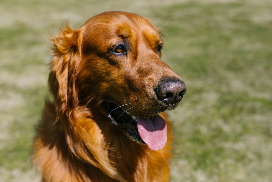 Golden Retriever felice - salute generale del cane