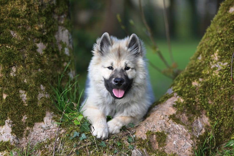 Cane che perde sottopelo durante muta primaverile