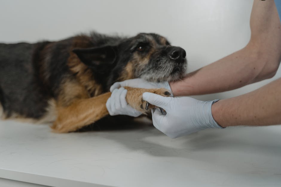 Veterinario controlla la zampa di un cane in clinica - visita ortopedica veterinaria