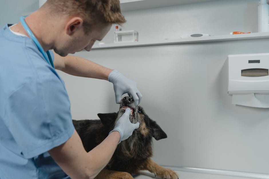Veterinario controlla la dentatura del cane in clinica veterinaria