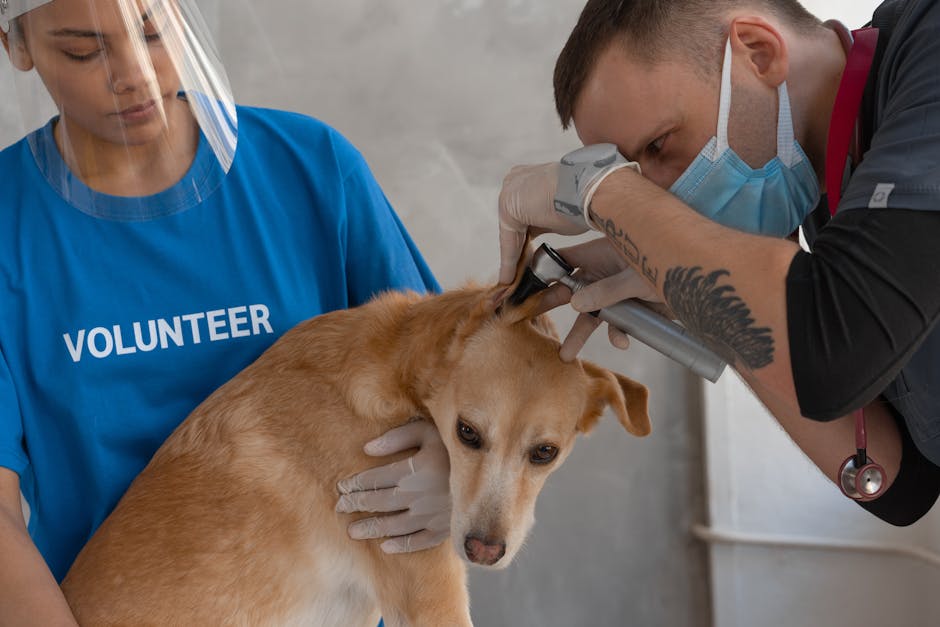 Visita veterinaria con otoscopio: il forasacco nel canale auricolare richiede estrazione veterinaria