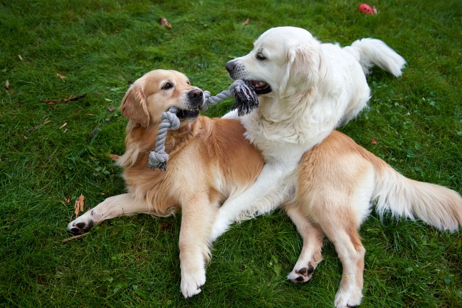 Cane anziano Golden Retriever seduto serenamente in un giardino