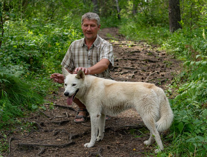 Cane anziano durante una passeggiata controllata