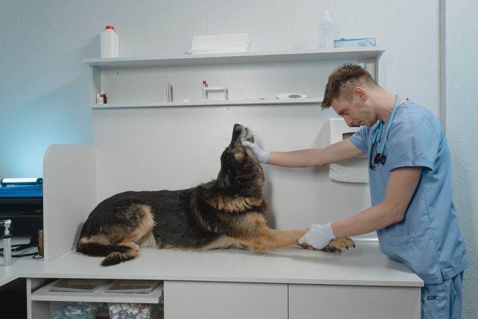 Veterinario visita cane anziano sul tavolo dello studio