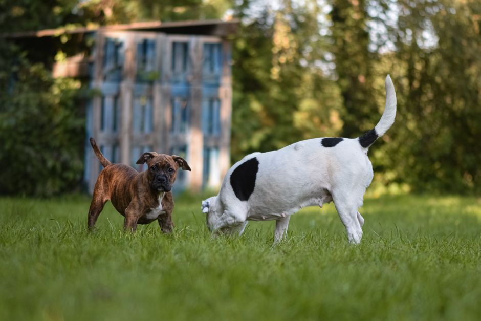 Cucciolo e cane adulto giocano insieme