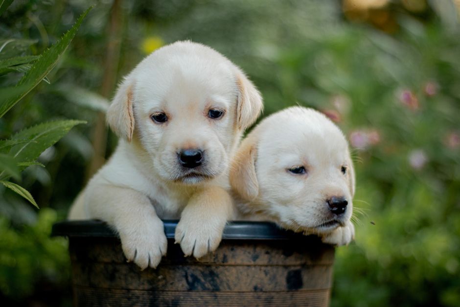 Cucciolo Labrador di 8 settimane