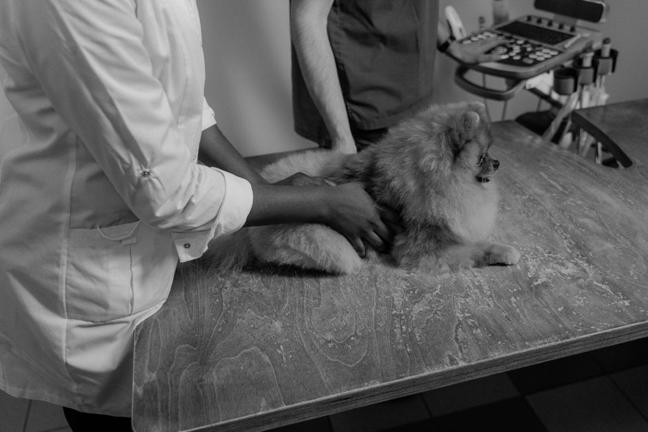 Cucciolo durante una visita veterinaria di controllo crescita