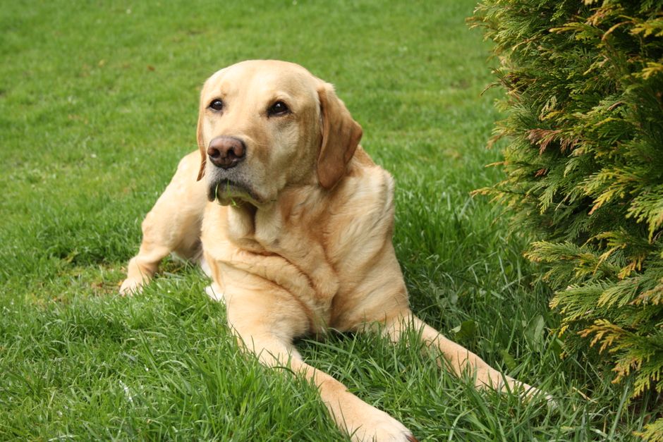 Labrador anziano disteso in giardino