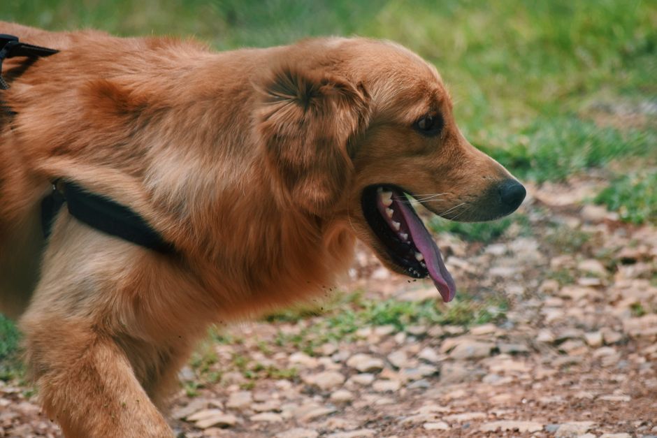 Cane che ansima intensamente per il caldo estivo
