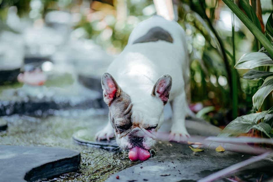 Cane beve acqua fresca per rinfrescarsi in estate