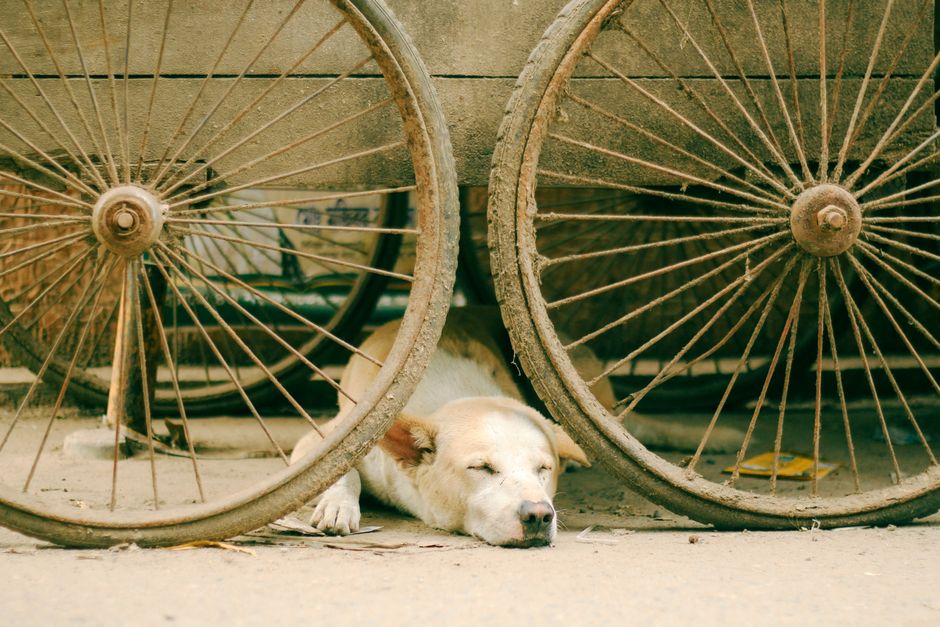 Cane riposa all'ombra durante una giornata calda