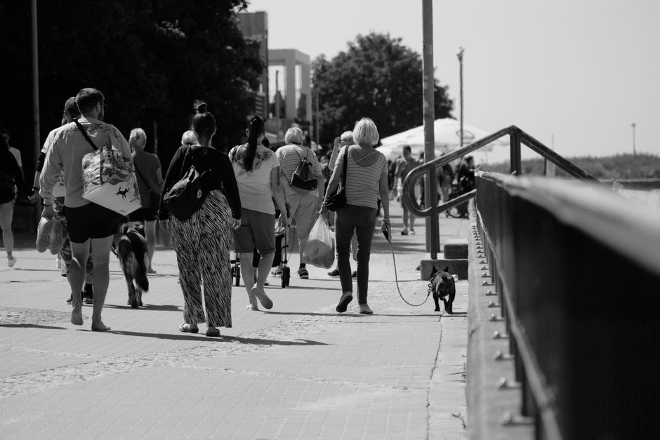 Cane a passeggio su strada cittadina in estate