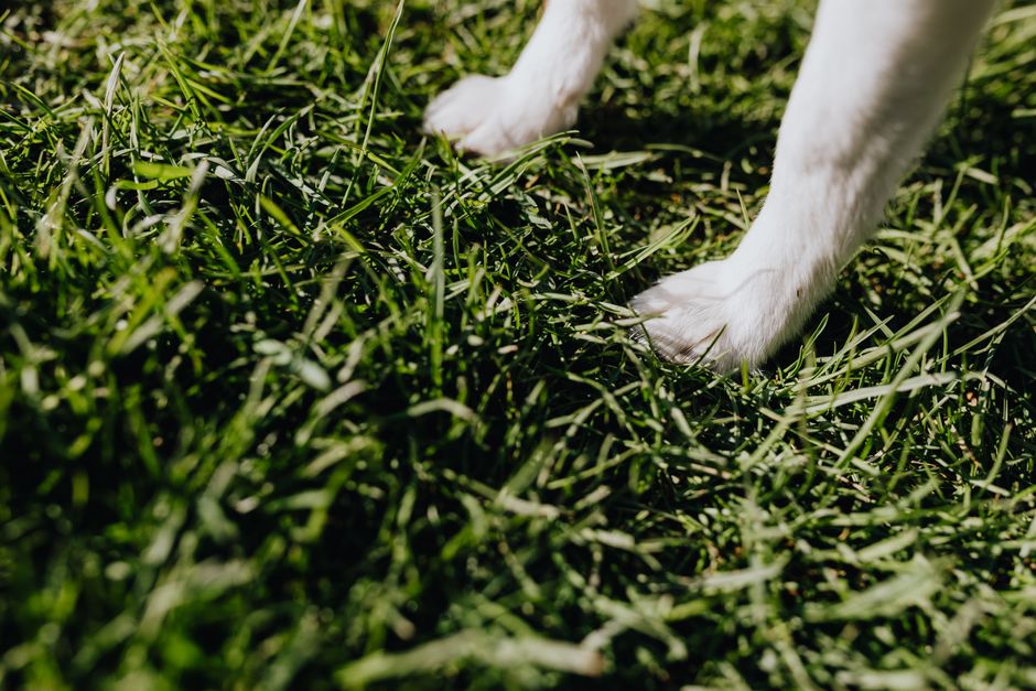 Cane sul prato dopo aver vomitato