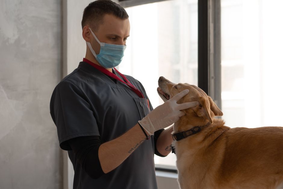 Veterinario esamina addome del cane
