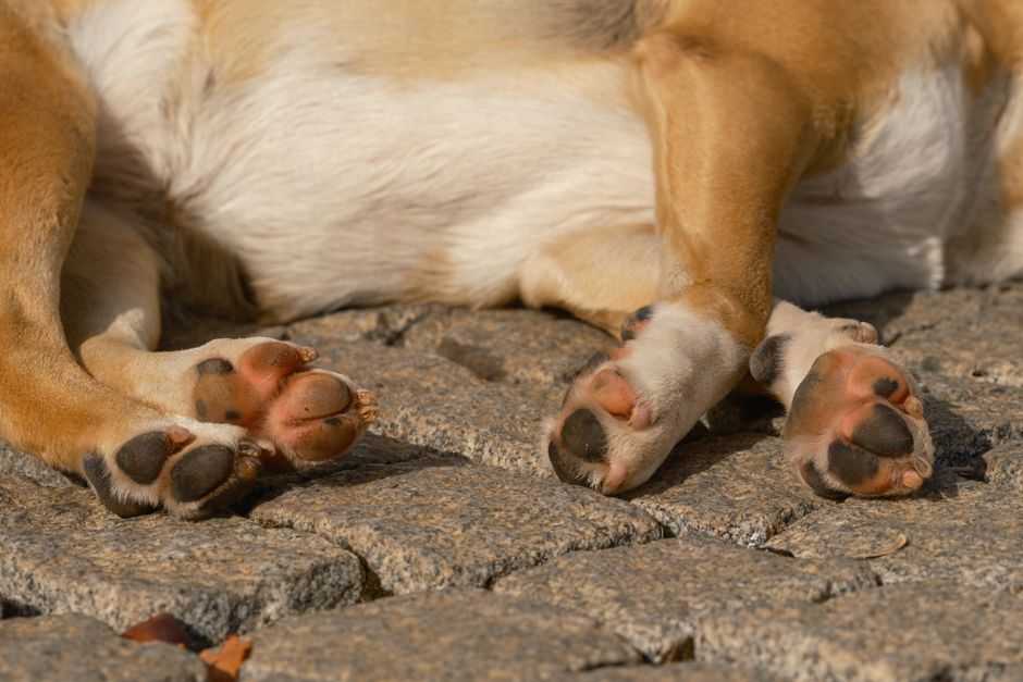 Cuscinetti delle zampe di un cane su pavimentazione urbana