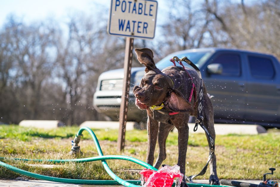 Cane che beve acqua fresca per idratarsi