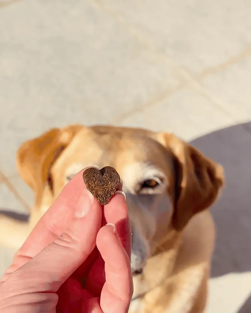 Cane che riceve Flora Plus come premio