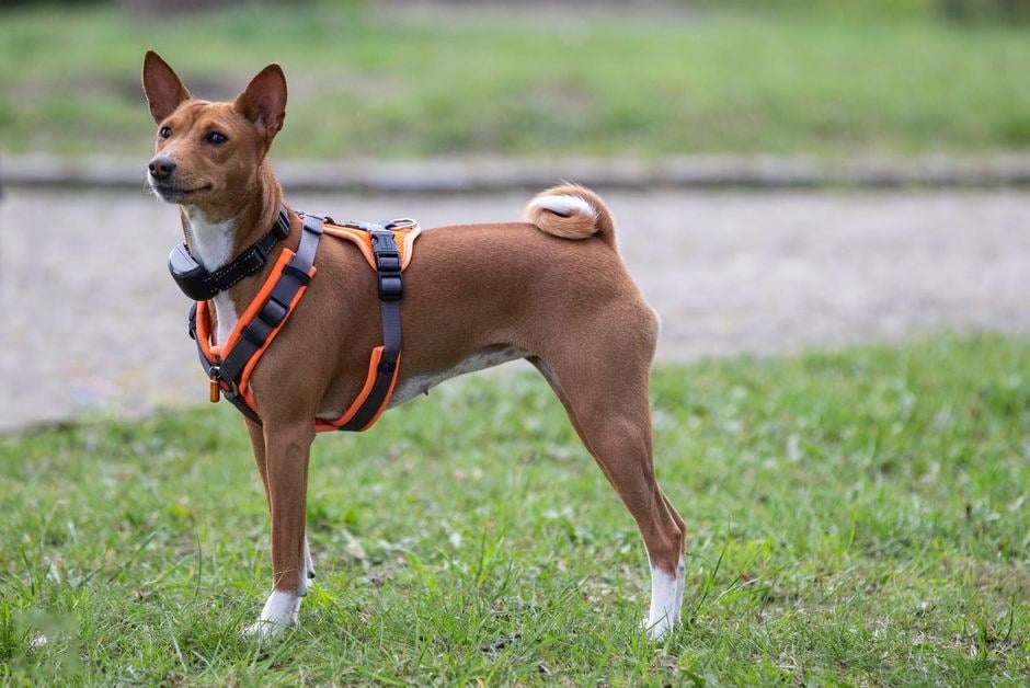 Basenji dal mantello fulvo e bianco in piedi sull'erba con la pettorina