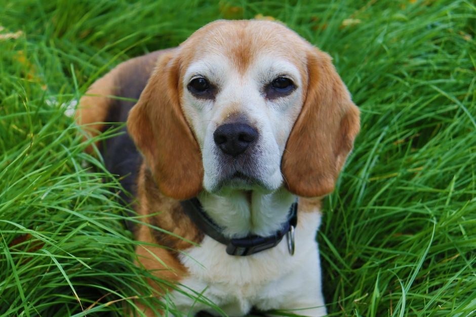 Beagle tricolore seduto nell'erba alta che guarda in camera