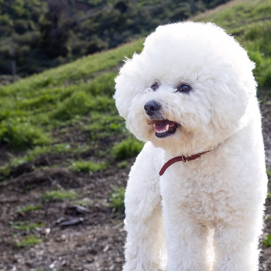 Bichon Frisé dal pelo bianco e riccio in piedi su un tronco, con una collina verde sullo sfondo