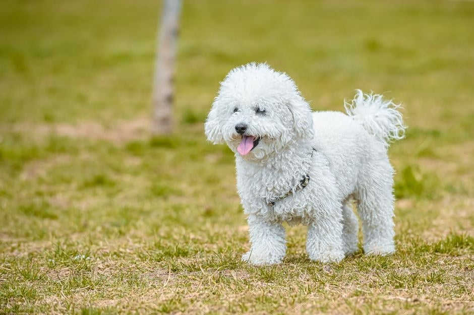 Cane bianco dal pelo riccio e soffice, tipo Bolognese, in piedi su un prato