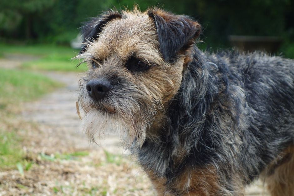 Border Terrier dal pelo ispido e fulvo in un sentiero di campagna