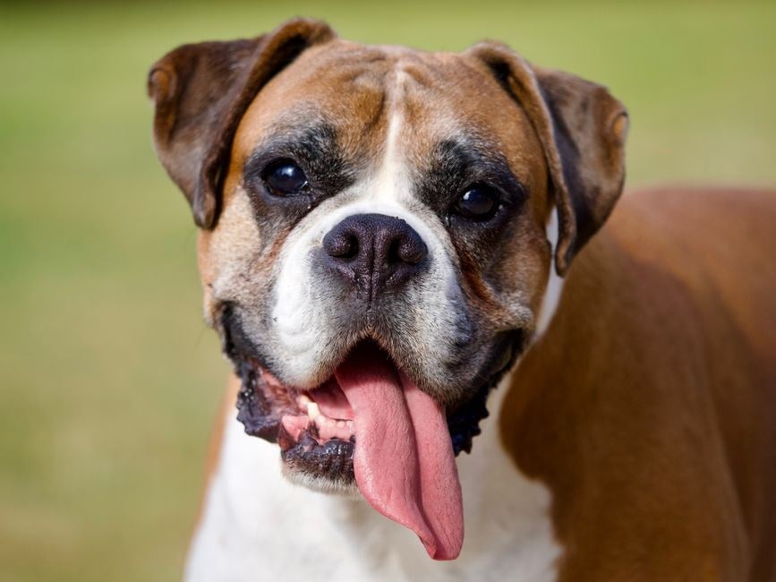 Boxer dal mantello fulvo e bianco con la lingua fuori in un ritratto all'aperto